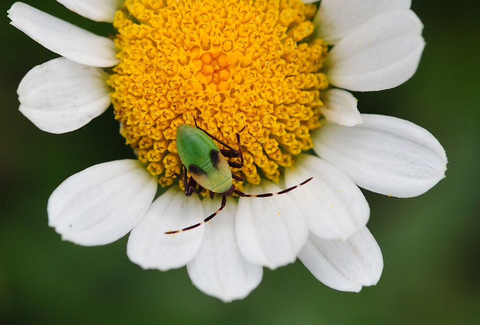 La vita in un fiore - seconda parte